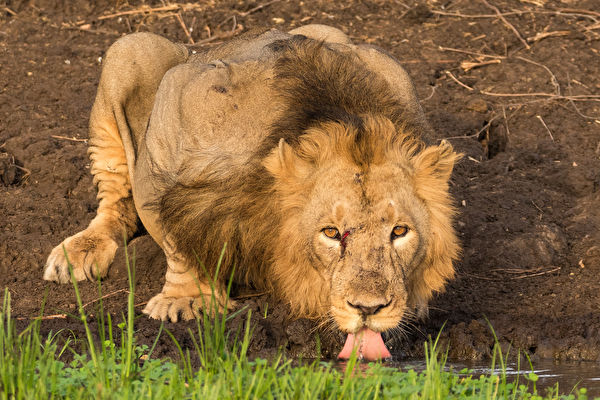 夢想成真 攝影師捕捉到獅子飲水的罕見照