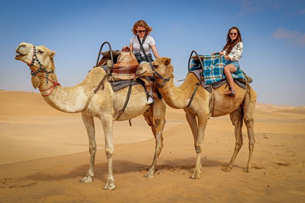 世足賽湧進上百萬遊客 累壞了卡塔爾的駱駝