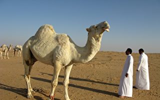 不只足球赛 卡塔尔也举办世界杯骆驼选美比赛