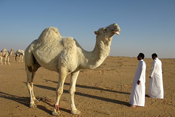 不只足球賽 卡塔爾也舉辦世界盃駱駝選美比賽