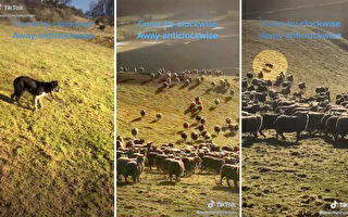 三只牧羊犬放养700只羊 本领高超走红网络
