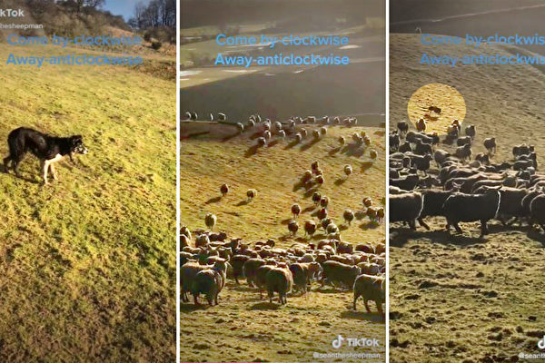 三隻牧羊犬放養700隻羊 本領高超走紅網絡