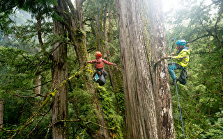 探索台湾山林5年 成大将发表找巨木量树高原理