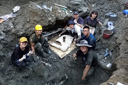 挖掘團隊將鯨魚肩胛骨化石打上石膏後準備運出河溝。