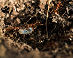 新發現：螞蟻蛹會分泌「乳汁」餵養蟻群
