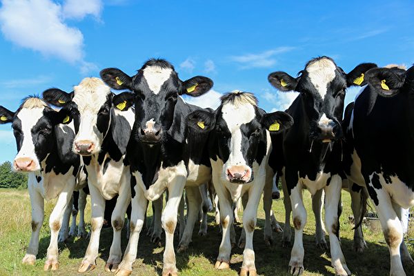 英國牛群在牧場上「押解」嫌犯 送交警方