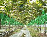 韩国阳光玫瑰葡萄 严格保障出口品质