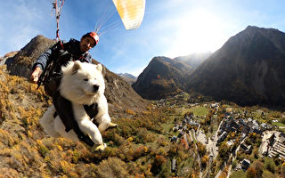 無所畏懼小狗與主人乘滑翔傘冒險 風靡一時