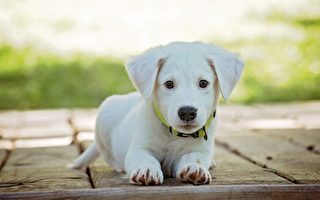 小狗能活多久？ 哪個品種的壽命最長？