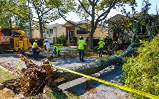 風暴來臨 需提前準備預防樹木倒塌