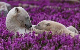 組圖：北極熊愜意享受夏季的罕見畫面