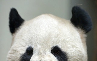愛丁堡動物園計劃不再續租中國大熊貓