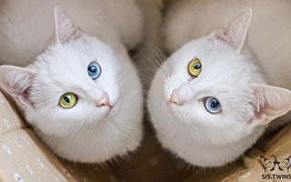 組圖：異色眼睛的雙胞胎貓爆紅網絡