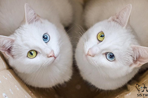 组图：异色眼睛的双胞胎猫爆红网络