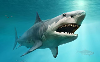 美国女童发现的巨齿鲨牙齿 有1500万年历史