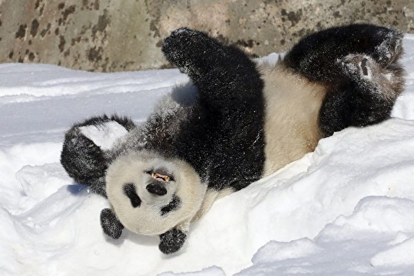 芬兰动物园准备将两只大熊猫送回中国