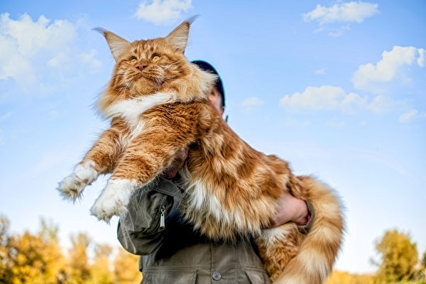 英国24磅巨猫犹如狮子 它还在不断成长