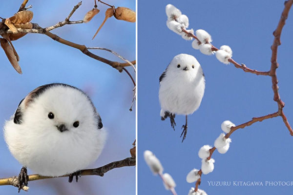 組圖：如糯米糰般圓滾滾的小鳥 風靡日本