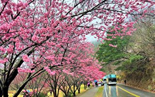 武陵櫻花季登場 下週進入最佳賞花期
