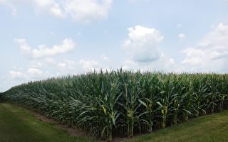 美國農民計劃2023年大量種植玉米