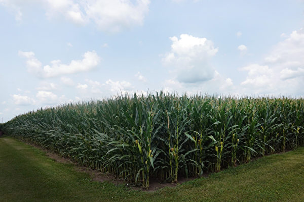 美国农民计划2023年大量种植玉米