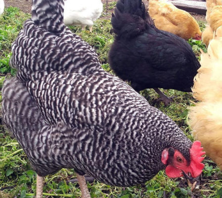雞蛋價格瘋漲 紐約皇后區農場免費教你在家養雞