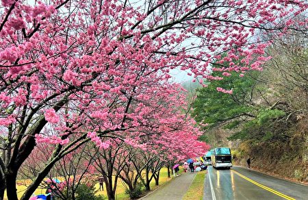 今年武陵樱花季从2月7日至28日，粉红花海不输去日本赏樱。