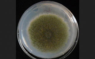 新研究：利用真菌将废塑料分解成制药原料
