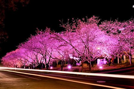 武陵农场樱花季7日登场，目前花开约2成，以山樱花为主，日夜都浪漫。