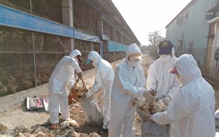 屏東養雞場感染禽流感 撲殺逾萬隻土雞
