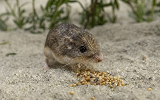 美國動物園圈養的9歲老鼠 創最長壽世界紀錄