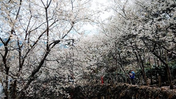 组图：春天赏花 台湾福尔摩沙樱及李花之美