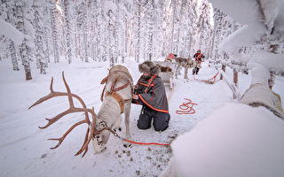 不惧挑战 芬兰女饲养驯鹿 发展特色旅游业