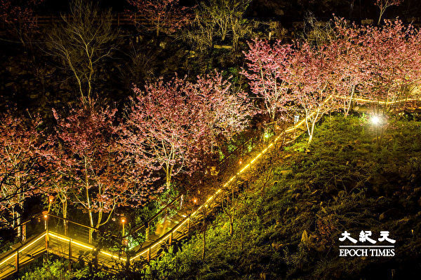 台湾阿里山顶石棹“樱之道”赏夜樱。（王嘉益／大纪元）