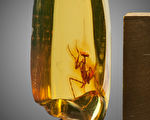 組圖：3000萬年前的螳螂被困透明琥珀中