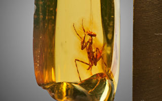 組圖：3000萬年前的螳螂被困透明琥珀中