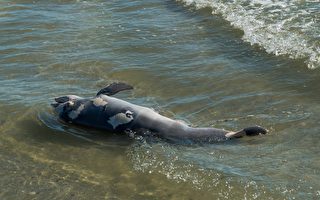 新泽西海滩现更多死亡鲸鱼和海豚