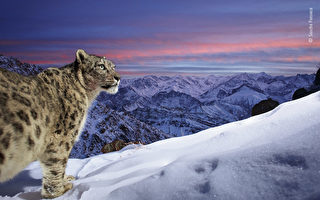 組圖：雪豹驚人美照贏得野生動物最佳攝影獎
