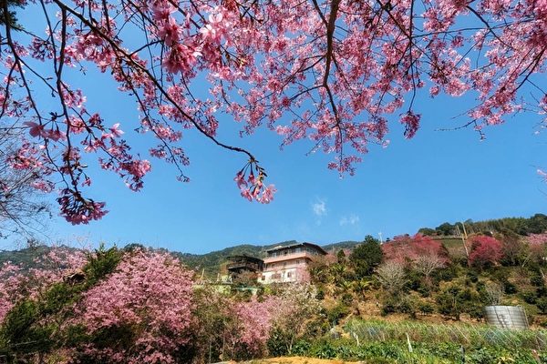 组图：台湾云林赏花秘境 樱花与麝香木比美