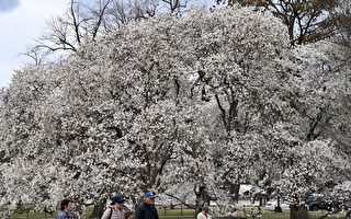 櫻花季來臨 美國這5個值得去的賞花景點