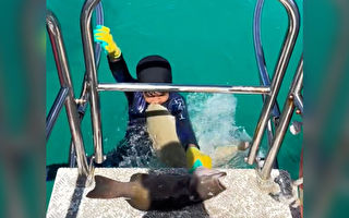 8歲男童捕魚時遭鯊魚突襲咬胸 所幸無大礙