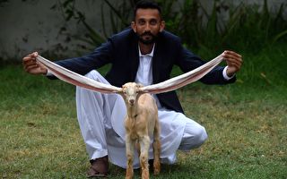 “超长耳”山羊走红巴基斯坦 或创世界纪录