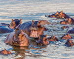 南非獅子受困河中岩石上 遭一群河馬圍攻