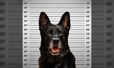 一隻K9警犬被指控「偷吃」警官的午餐