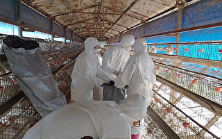 屏东里港鸡场染禽流感 扑杀逾1.3万只蛋鸡