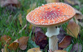 耶魯大學研究：神奇蘑菇給偏頭痛患者希望