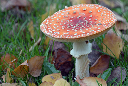 耶魯大學研究：神奇蘑菇給偏頭痛患者希望