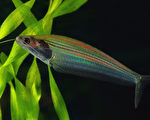 泰國這種透明小魚是如何發出彩虹般光芒