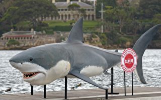 西澳擴大鯊魚標籤計劃 鎖定公牛鯊