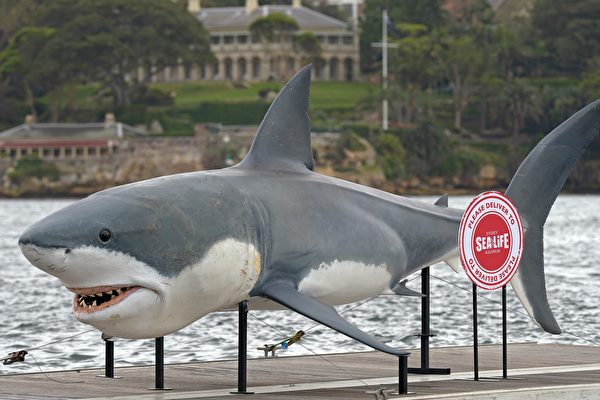 西澳扩大鲨鱼标签计划 锁定公牛鲨